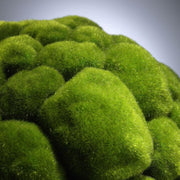 Large Moss Sphere design by Cyan Design