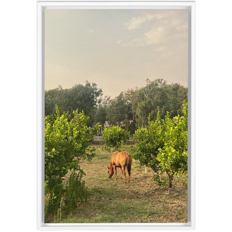 media image for Sicilian Farm Framed Canvas 299