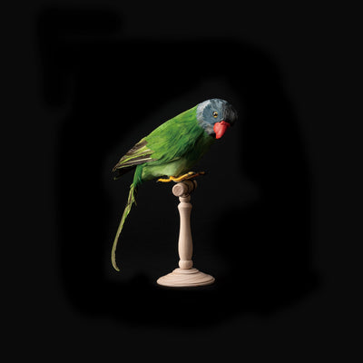 product image of green parrot design by puebco 1 571