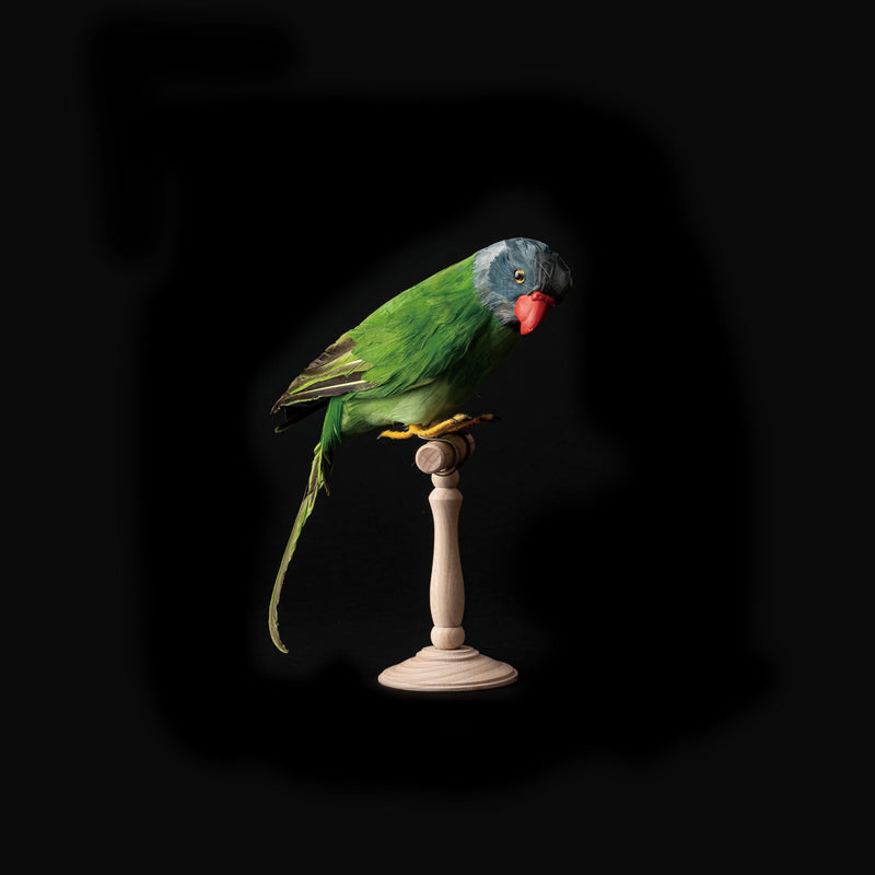 media image for green parrot design by puebco 1 211