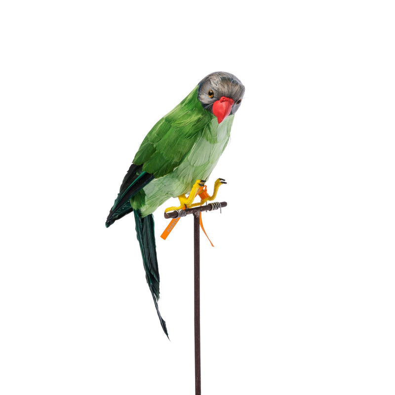 media image for green parrot design by puebco 2 226