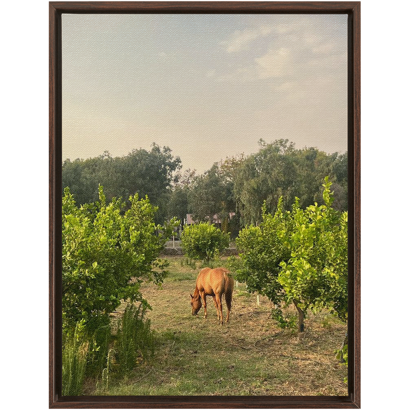 media image for Sicilian Farm Framed Canvas 252