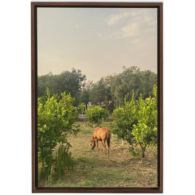 product image for Sicilian Farm Framed Canvas 69