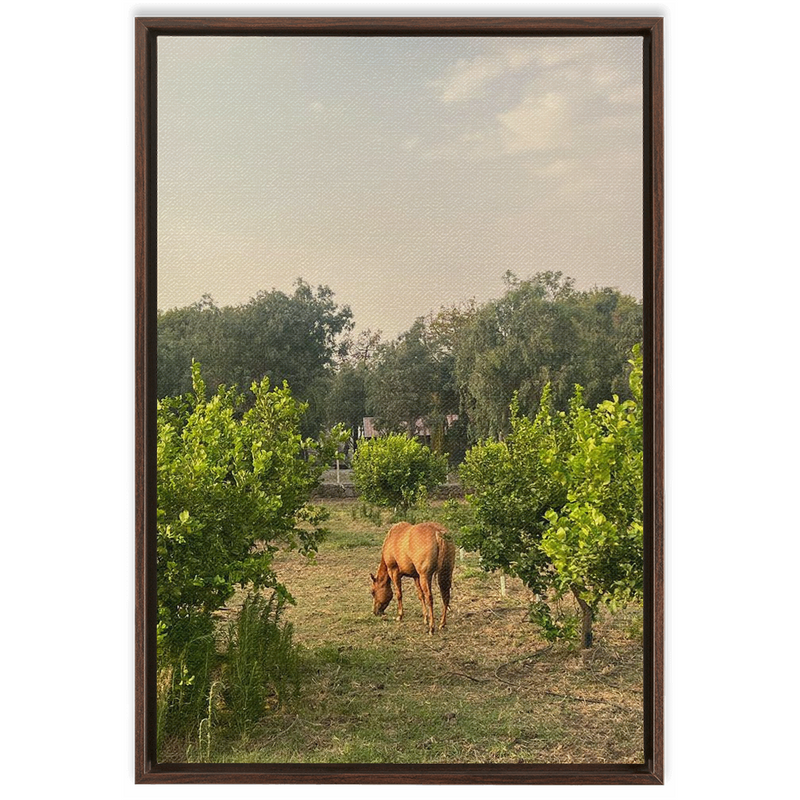 media image for Sicilian Farm Framed Canvas 223