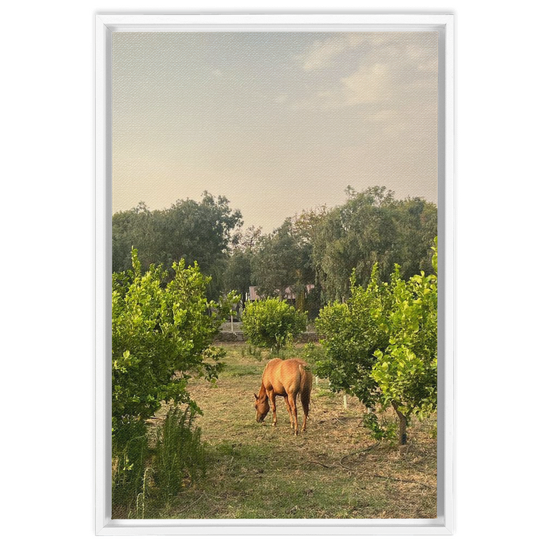 media image for Sicilian Farm Framed Canvas 231