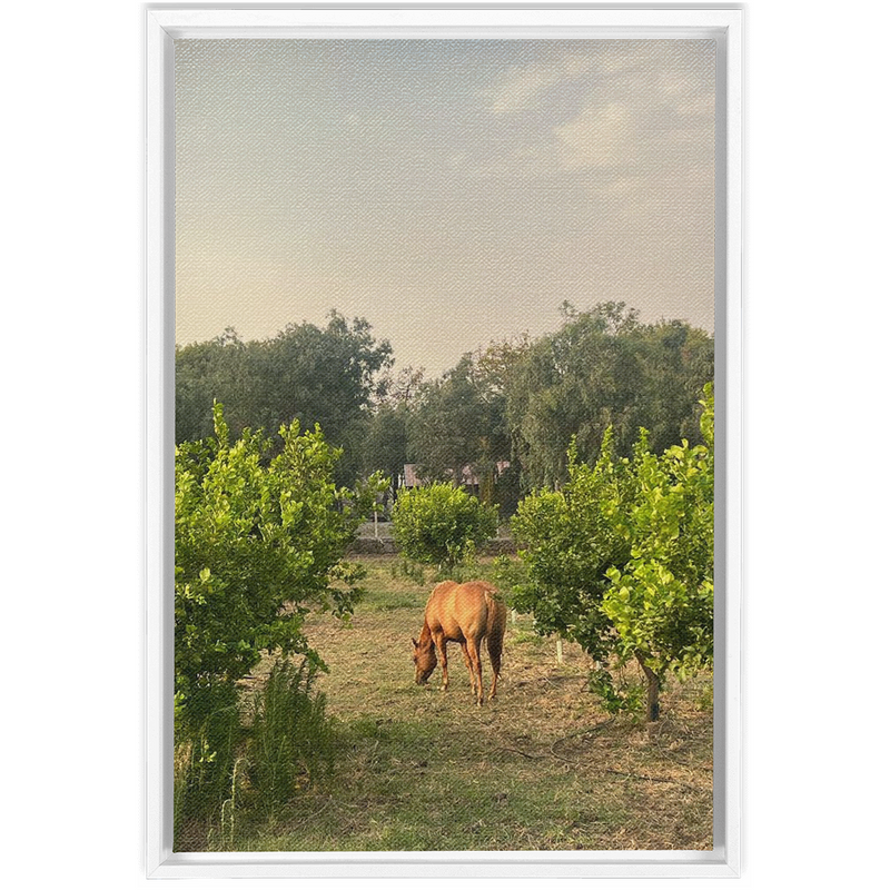 media image for Sicilian Farm Framed Canvas 214