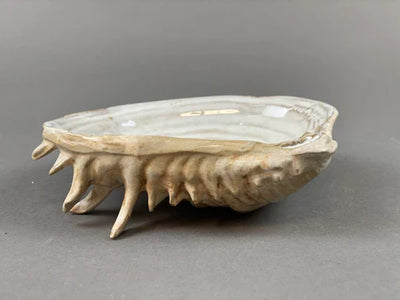 product image for yarnnakarn oceanology channeled clam shell dish 4 89