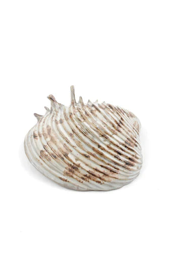 product image for yarnnakarn oceanology channeled clam shell dish 3 53