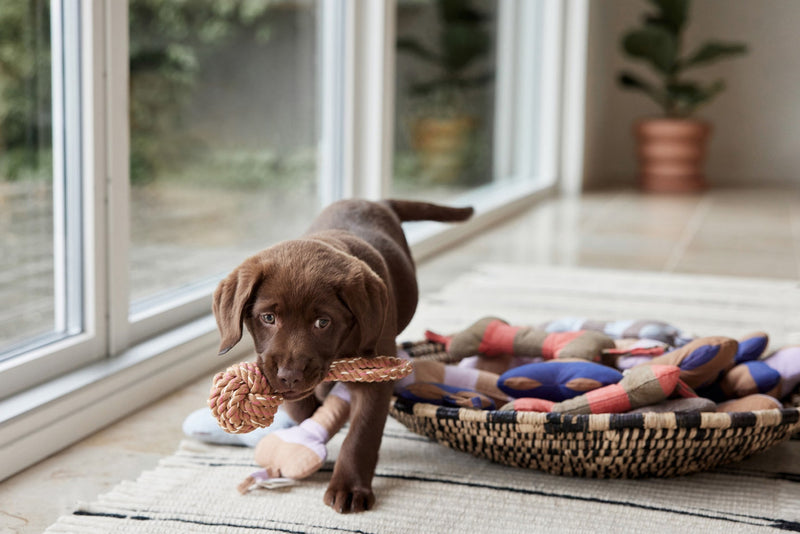 media image for ashi dog toy caramel blue 5 296