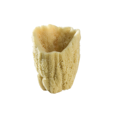 product image of display sponges 1 51