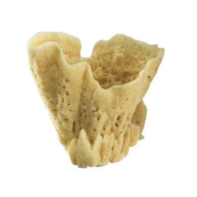 product image for display sponges 2 7