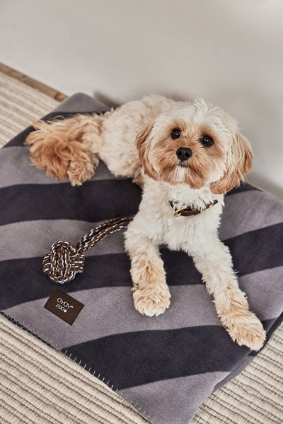 product image for kaya dog blanket small 6 99