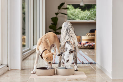 product image for sia dog bowl large 11 23