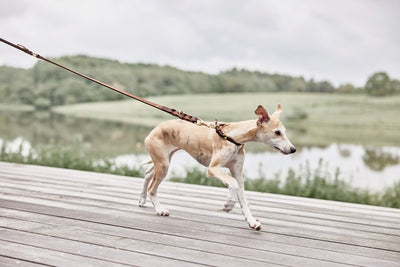 product image for robin dog leash choko 3 64