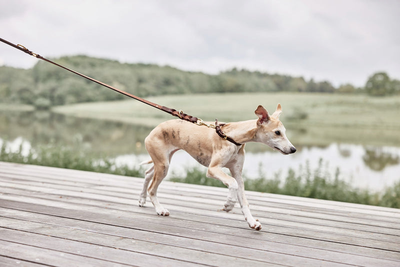 media image for robin dog leash choko 3 266