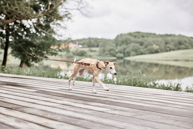media image for robin dog leash choko 2 236