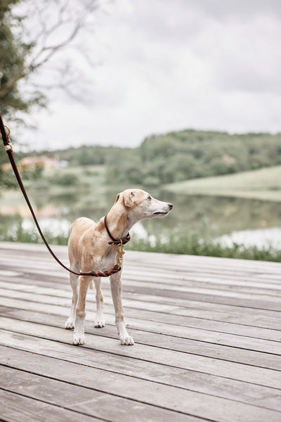 product image for robin dog leash choko 4 77