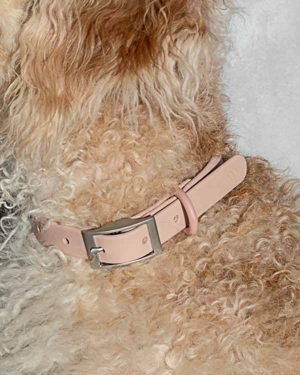 media image for Collar in Various Sizes & Colors 284