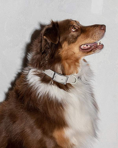 product image for Collar in Various Sizes & Colors 37