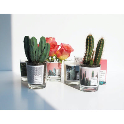 product image for cactus scented candle 3 29