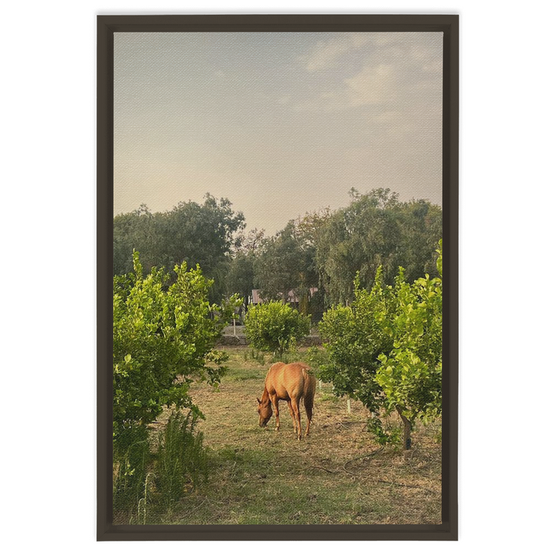 media image for Sicilian Farm Framed Canvas 247