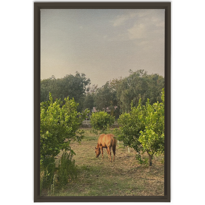 product image for Sicilian Farm Framed Canvas 69