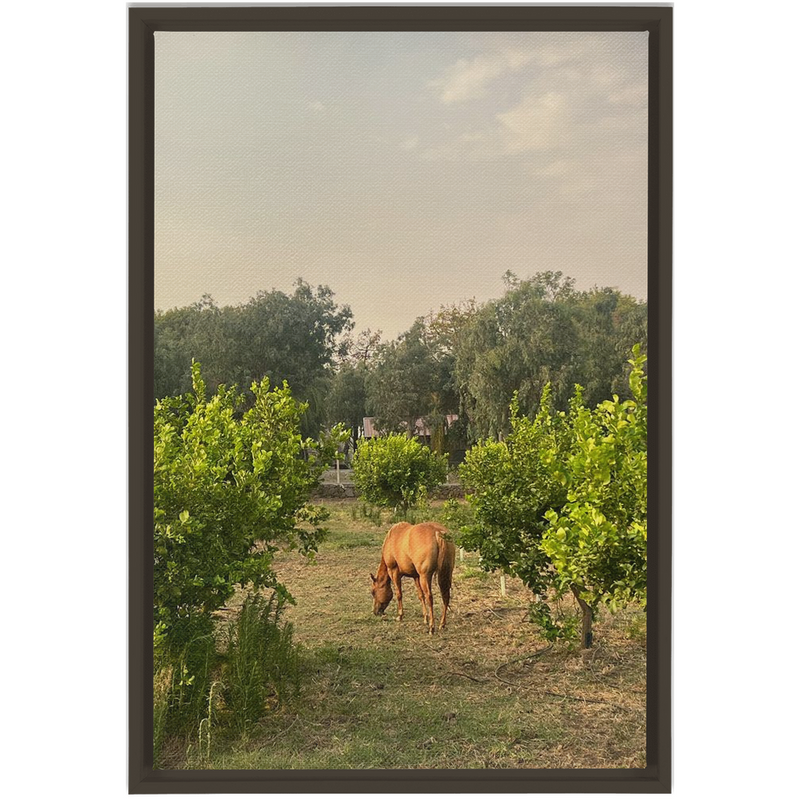 media image for Sicilian Farm Framed Canvas 248